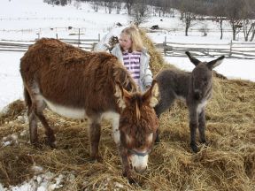 Apartmány Farma Bovine - Heřmanovice