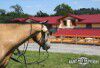 Penzion Ran� pod Rejv�zem - Zlat� Hory, Ond�ejovice